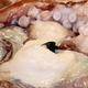 Illustration for article titled Its National Dog Da–Mother of God Look at This Giant Squid